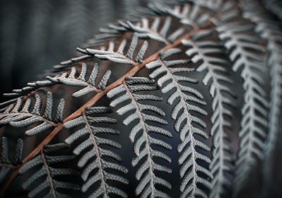 Close-up of leaves on tree