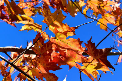 Low angle view of maple tree