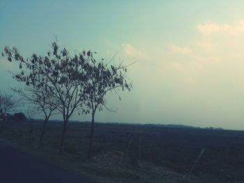 Tree against sky during sunset