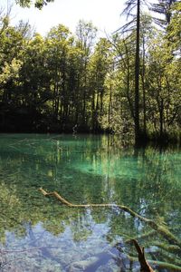 Scenic view of lake in forest