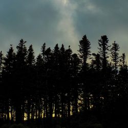 Trees against cloudy sky