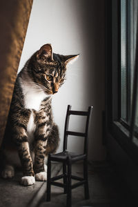 Cat sitting on chair at home