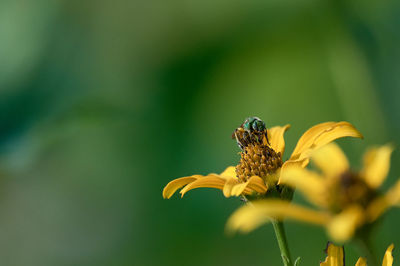 Close-up of insect on yellow flower