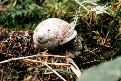 Close-up of snail on land