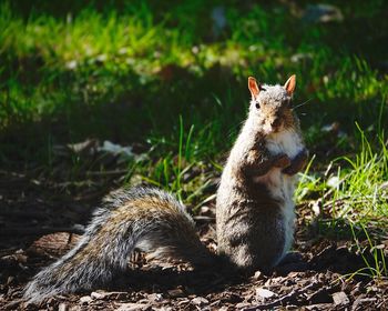 Close-up portrait of squirrel sitting on land