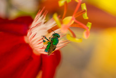 Close-up of insect on red flower