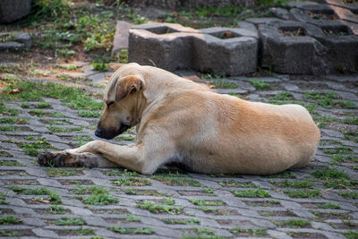 View of a dog resting