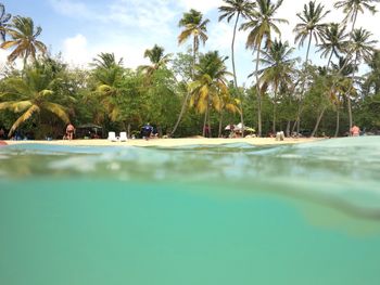 Palm trees on beach