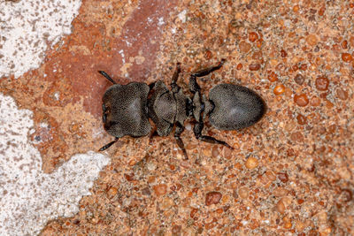 High angle view of insect on rock