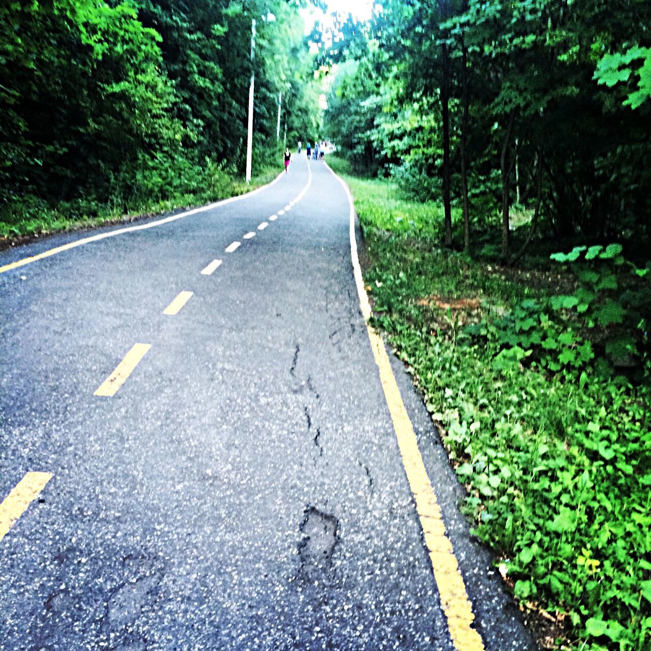 the way forward, transportation, road, diminishing perspective, road marking, tree, vanishing point, asphalt, country road, empty road, street, growth, double yellow line, nature, day, tranquility, forest, outdoors, no people, long