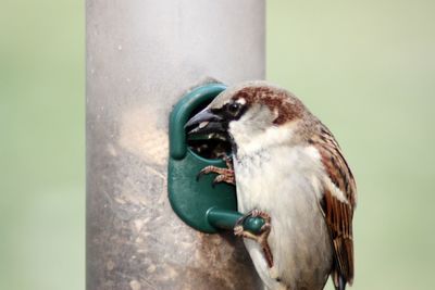 Close-up of bird perching on feeder