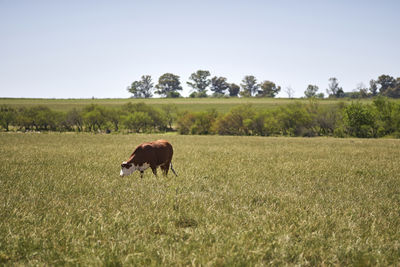 Horse grazing in a field