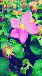 Close-up of pink flowers