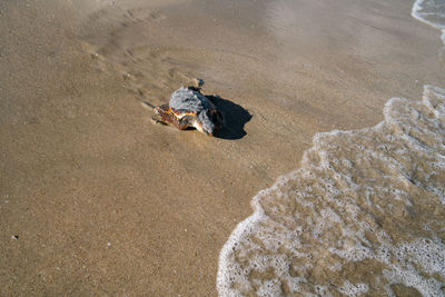 High angle view of crab on beach