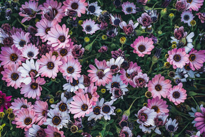 High angle view of pink flowering plants on field