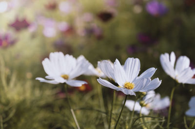 Close-up of white flowering plant