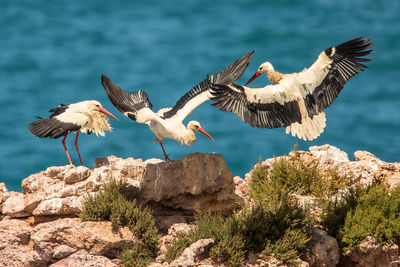 Seagulls flying over rocks