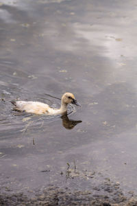 Swan swimming in a lake