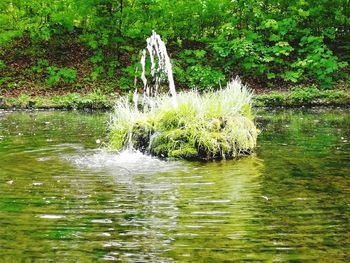 Scenic view of lake in forest