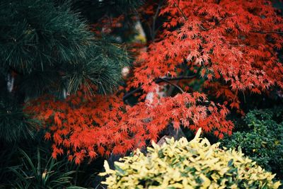 Close-up of red maple leaves on tree during autumn