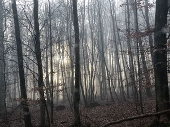 Bare trees in forest