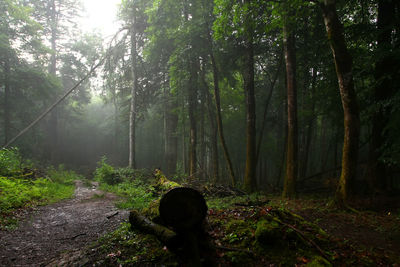 Trees in forest