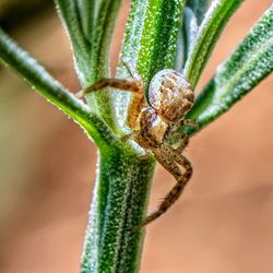 Close-up of spider on plant