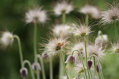 Close-up of dandelion growing outdoors