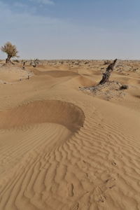 0310 several lone desert poplar-populus euphratica deciduous trees-taklamakan desert. xinjiang-china