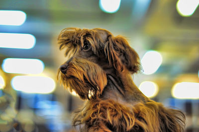 Close-up of a dog looking away