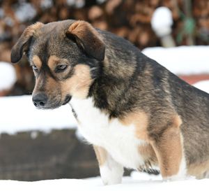 Close-up of dog looking away