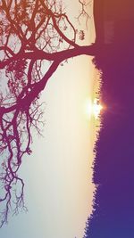 Silhouette tree against clear sky