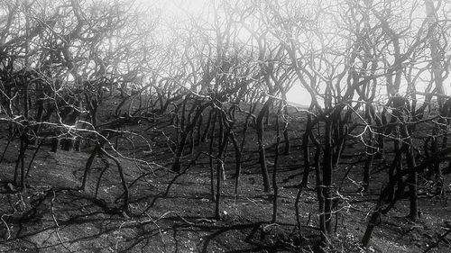 Bare trees on landscape during winter