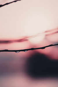 Close-up of barbed wire against sky during sunset