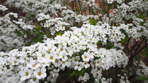 Close-up of white flowering plant