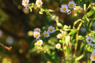 Close-up of fresh flowers blooming in park