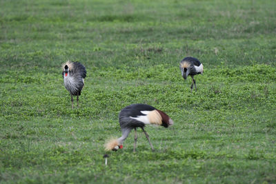 Ducks on a field