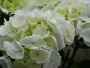 Close-up of white flowers