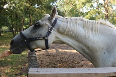 Cropped image of hand feeding white horse at ranch