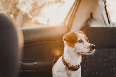 Dog looking away in car