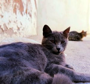 Close-up portrait of kitten relaxing