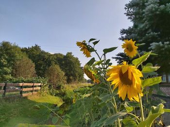 Close-up of yellow flowering plants against sky