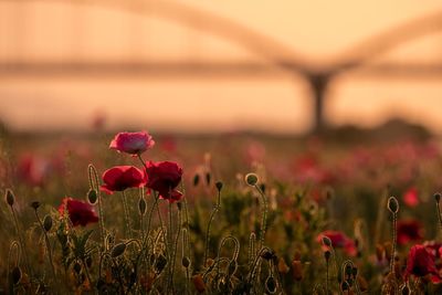 Close-up of red flowers blooming in field