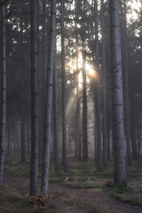 Sunlight streaming through trees in forest