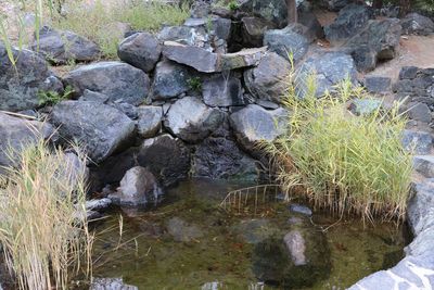 Plants growing on rock by river