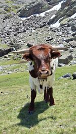 animal