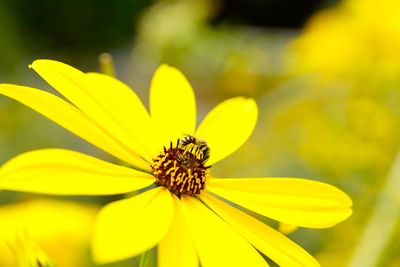 Close-up of insect on yellow flower