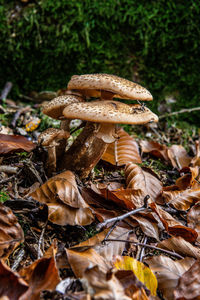 Close-up of mushroom growing on field