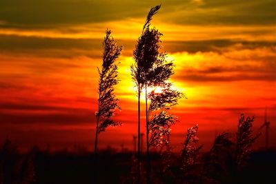 Silhouette plant growing on field against romantic sky at sunset