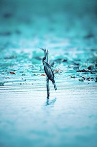 Close-up of bird in water